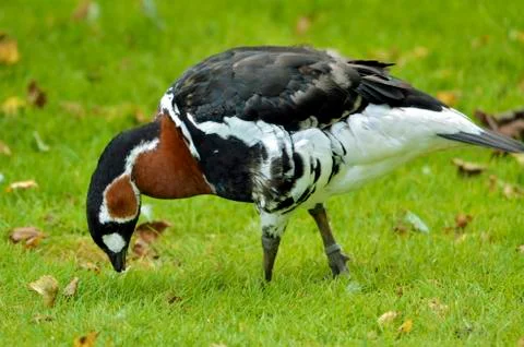 Red-breasted Goose Stock Photos