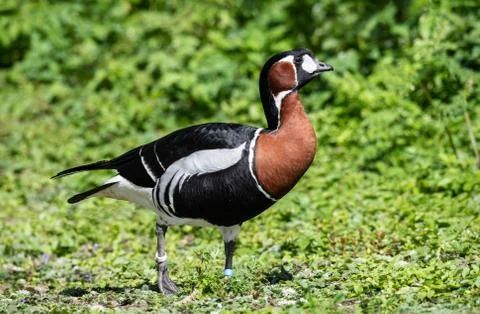 Red Breasted Goose Stock Photos