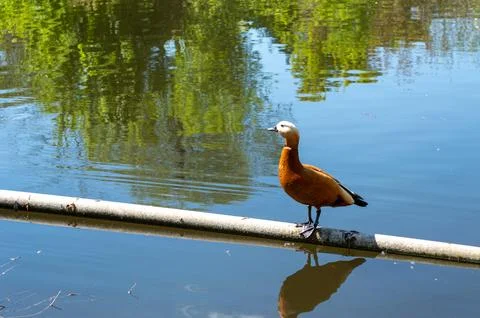 The red-breasted goose on the pipe Stock Photos