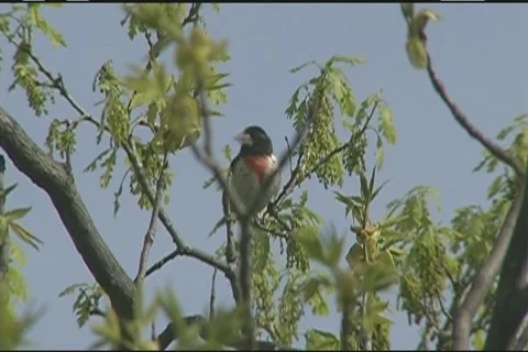 Red-breasted grosbeak bird Stock Footage 1008347