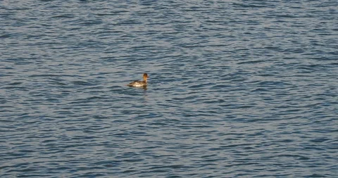 Red-breasted Merganser diving to fish Stock Footage 123719779
