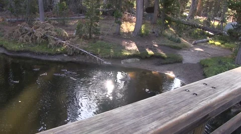 Red breasted merganser ducks Video stock 41718300