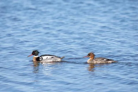 Red-breasted Merganser Pair Stock Photos