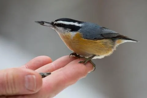Red Breasted Nuthatch 1 Фото