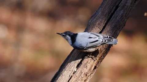 Red Breasted Nuthatch bird perched on tree and eating nuts. Stock Footage 100863520