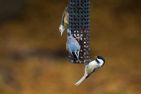 Red-breasted Nuthatch Bird Stock Photos
