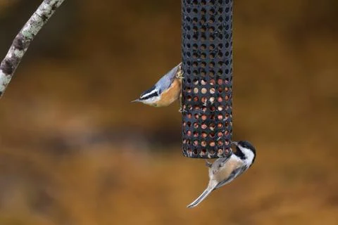 Red-breasted Nuthatch Bird Stock Photos
