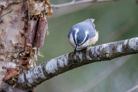 Red breasted nuthatch bird Foto stock