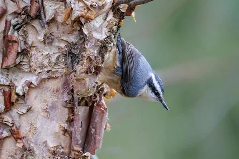Red breasted nuthatch bird Foto stock