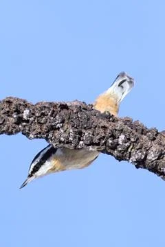 Red-breasted nuthatch on a branch Stock Photos