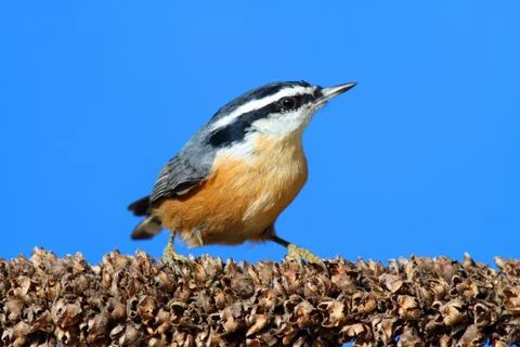 Red-breasted nuthatch on a branch Stock Photos