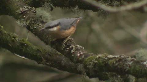 Red-breasted Nuthatch Video stock 8825647