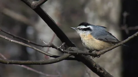 Red Breasted Nuthatch Stock Footage 61378396