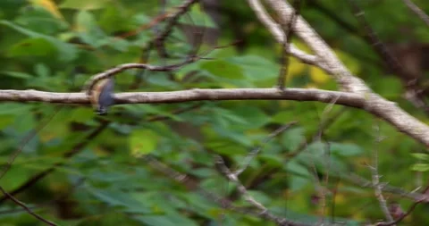 Red-breasted Nuthatch Foraging for Insects Stock Footage 139839494
