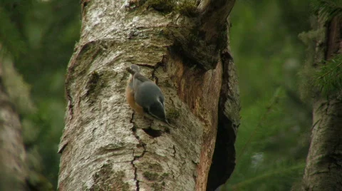 Red-Breasted Nuthatch hammering a bark Stock Footage 124574