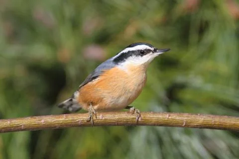Red-breasted nuthatch on a perch Stock Photos