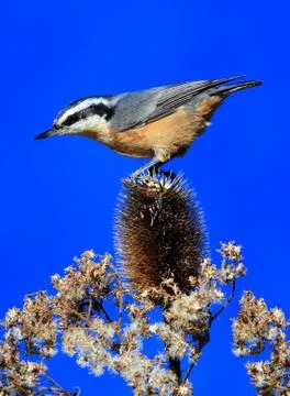 Red-breasted nuthatch on a perch Stock Photos