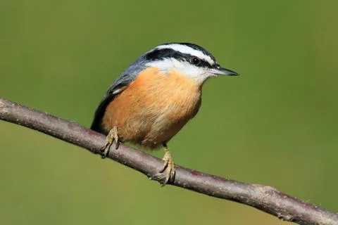 Red-breasted nuthatch on a perch Stock Photos