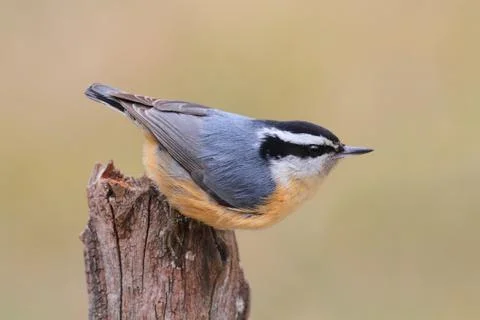 Red-breasted nuthatch on a perch Stock Photos