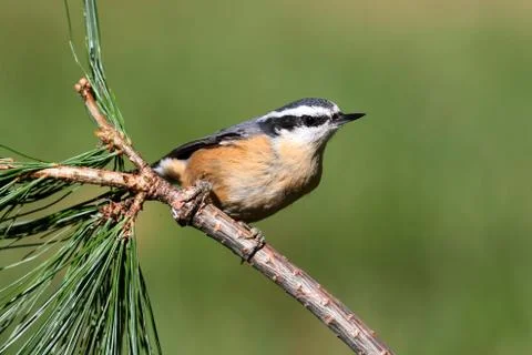 Red-breasted nuthatch on a perch Stock Photos
