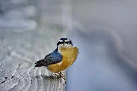 Red-breasted Nuthatch perched close to camera Stock Photos