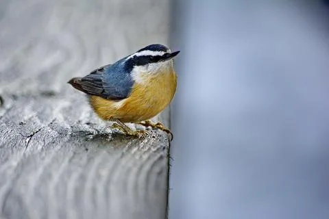 Red-breasted Nuthatch perched close to camera Stock Photos