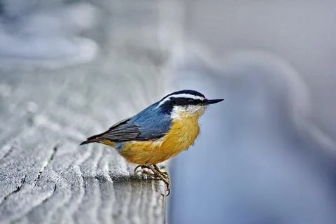 Red-breasted Nuthatch perched close to camera Stock Photos