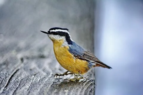 Red-breasted Nuthatch perched close to camera Stock Photos