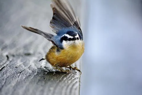 Red-breasted Nuthatch perched close to camera Stock Photos