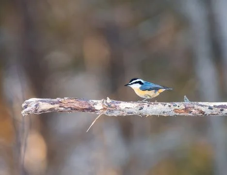A Red Breasted Nuthatch perched on a tree branch Stock Photos
