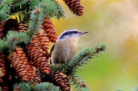 Red-breasted nuthatch Stock Photos