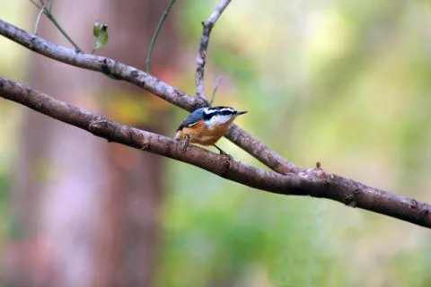 Red-breasted nuthatch Stock Photos