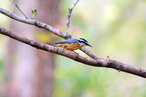 Red-breasted nuthatch Stock Photos