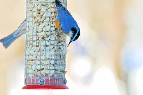 Red-breasted nuthatch Stock Photos