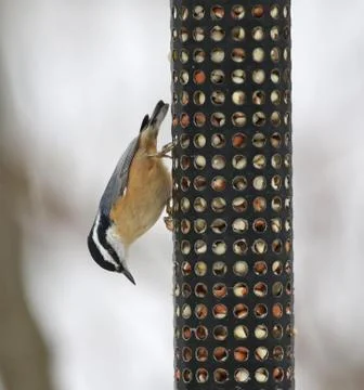 Red-breasted Nuthatch Stock Photos