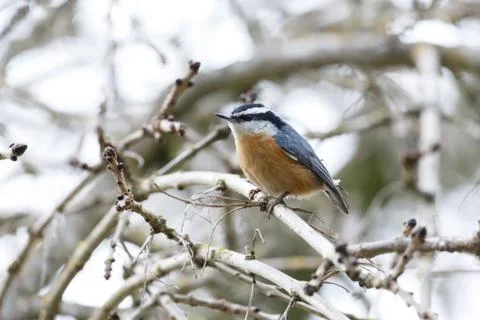 Red breasted nuthatch Stock Photos