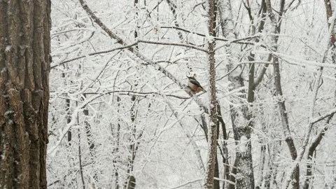 Red-breasted nuthatch sits on a snowy stump Stock Footage 147501256