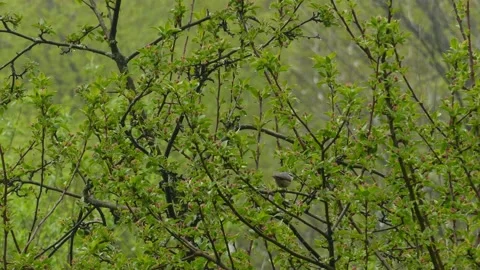 Red-breasted Nuthatch. Sitta Canadenis are small songbirds. birds on tree Stock Footage 159425413