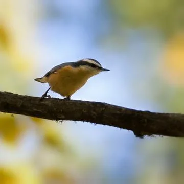 Red breasted nuthatch on tree branch in autumn colors Stock Photos