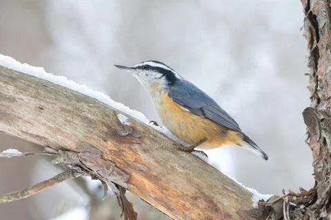 Red-breasted Nuthatch on tree limb with snow in winter Stock Photos