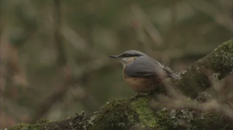 Red-breasted Nuthatch On A Twig Video stock 8825616
