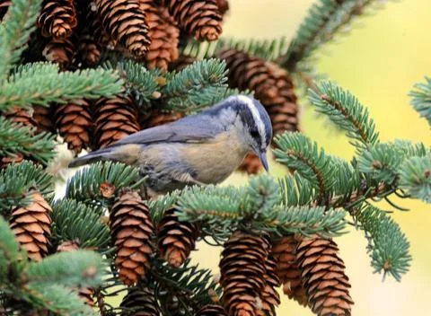 Red-breasted nuthatch2 Stock Photos