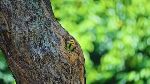 Red-breasted Parakeet Chicks Nesting Inside Tree Cavity. Selective Focus Shot 스톡 동영상 315427085