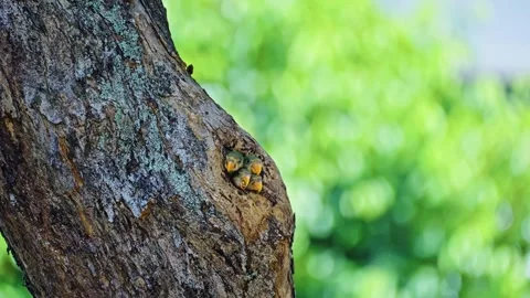 Red-breasted Parakeet Chicks Nesting Inside A Tree Hollow Hole In Tropical Stock Footage 315427278