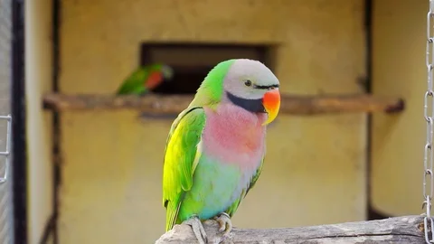 Red-breasted parakeet  close-up 库存影片 88459379
