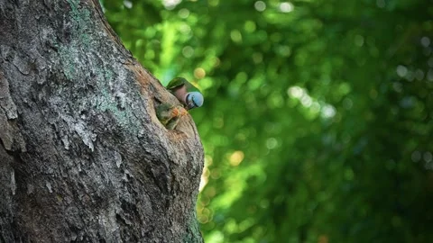Red-breasted Parakeet Feeding Its Babies In A Tree Cavity - Close Up 库存影片 291044292