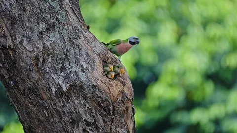 Red-breasted Parakeet Feeds Newborn In Their Nest In A Tree Hole. Selective Stock Footage 315427337