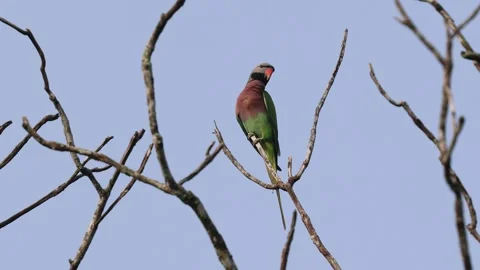 Red-breasted parakeet is a parrot native to Southeast Asia.this 4k footage .. 스톡 동영상 320795671