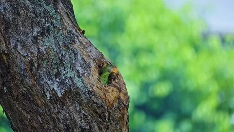 Red-breasted Parakeet Peek On The Tree Hole. Selective Focus Shot Stock Footage 315427094
