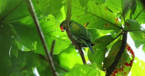 Red-breasted parakeet perched on branch under green leaves 스톡 동영상 332303966